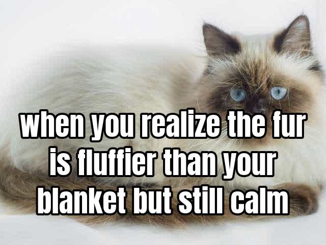 when you realize the fur is fluffier than your blanket but still calm