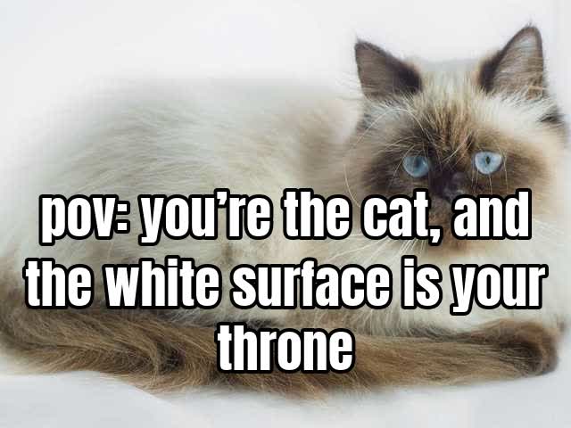 pov: you’re the cat, and the white surface is your throne