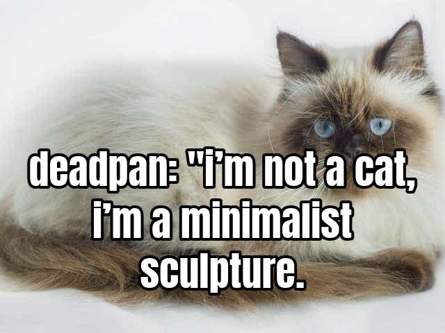 deadpan: "i’m not a cat, i’m a minimalist sculpture.
