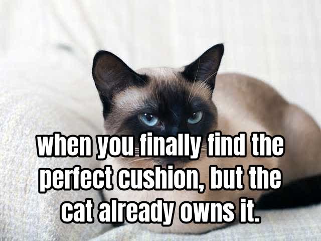 when you finally find the perfect cushion, but the cat already owns it.