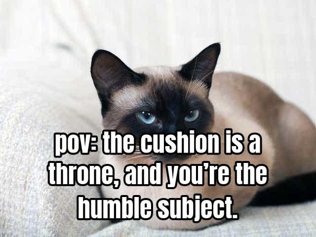 pov: the cushion is a throne, and you’re the humble subject.