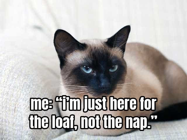 me: “i’m just here for the loaf, not the nap.”