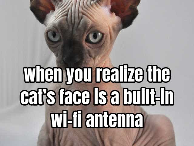 when you realize the cat’s face is a built-in wi-fi antenna