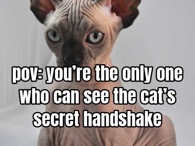pov: you’re the only one who can see the cat’s secret handshake