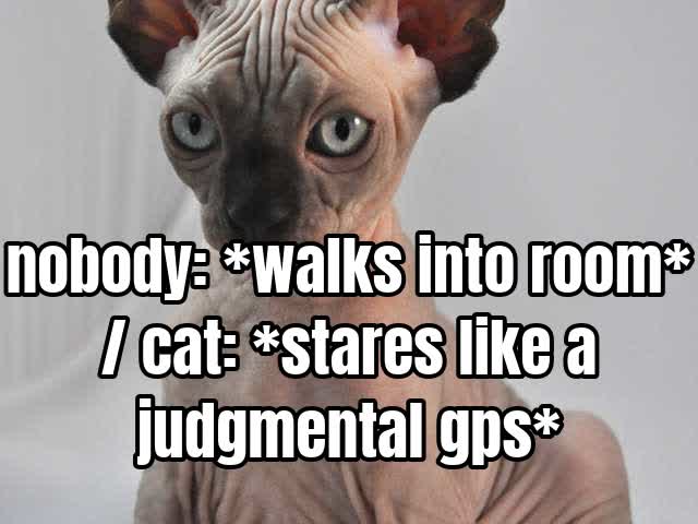 nobody: *walks into room* / cat: *stares like a judgmental gps*