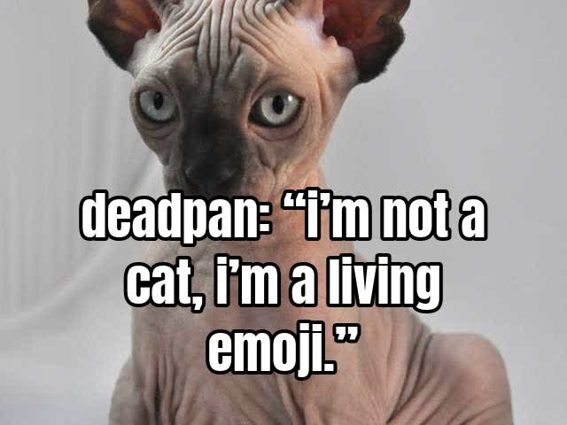 deadpan: “i’m not a cat, i’m a living emoji.”
