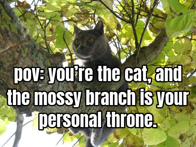 pov: you’re the cat, and the mossy branch is your personal throne.