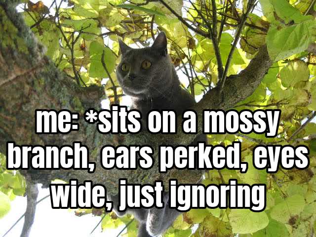 me: *sits on a mossy branch, ears perked, eyes wide, just ignoring gravity*