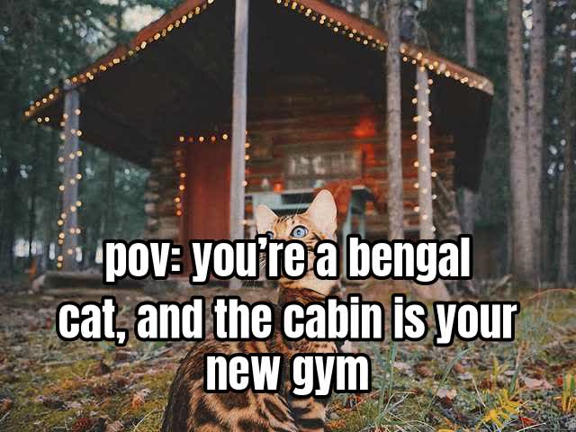pov: you’re a bengal cat, and the cabin is your new gym