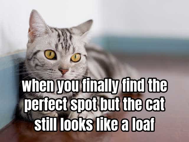 when you finally find the perfect spot but the cat still looks like a loaf