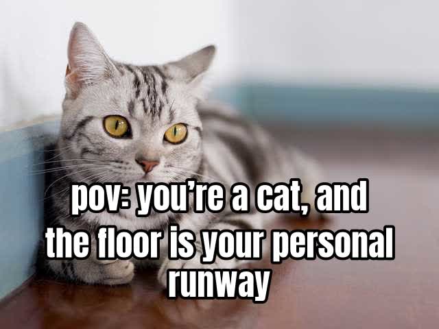 pov: you’re a cat, and the floor is your personal runway