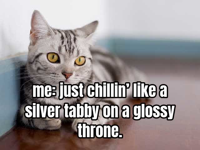 me: just chillin’ like a silver tabby on a glossy throne.