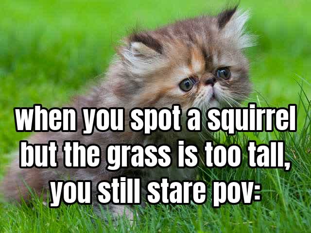when you spot a squirrel but the grass is too tall, you still stare  pov: you’re a tin