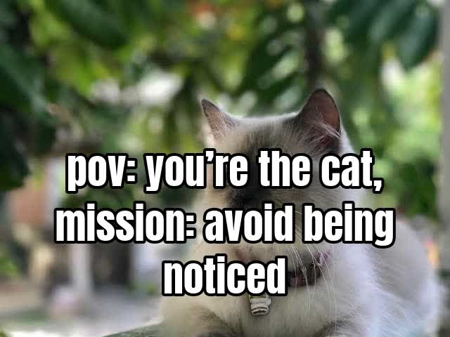 pov: you’re the cat, mission: avoid being noticed