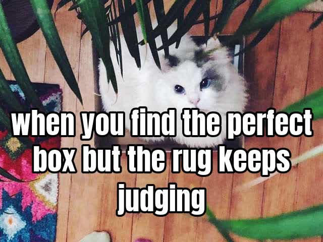 when you find the perfect box but the rug keeps judging