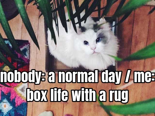nobody: a normal day / me: box life with a rug