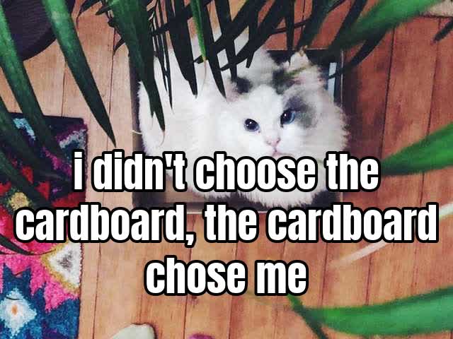 i didn't choose the cardboard, the cardboard chose me