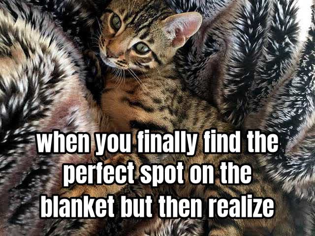 when you finally find the perfect spot on the blanket but then realize you’re the blanke
