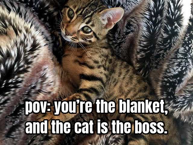 pov: you’re the blanket, and the cat is the boss.