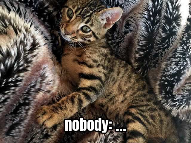 nobody: …