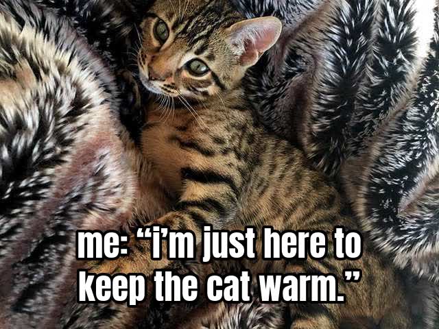 me: “i’m just here to keep the cat warm.”