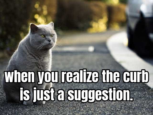 when you realize the curb is just a suggestion.
