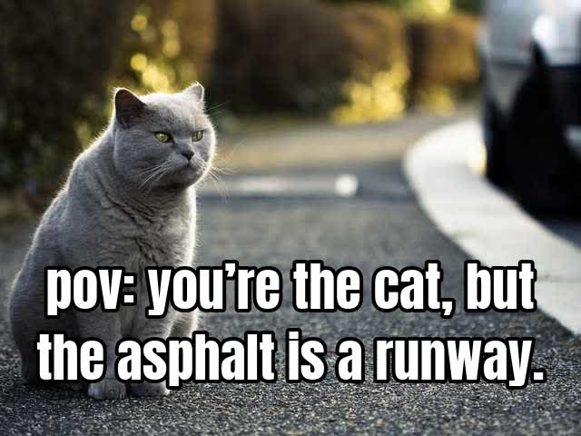 pov: you’re the cat, but the asphalt is a runway.