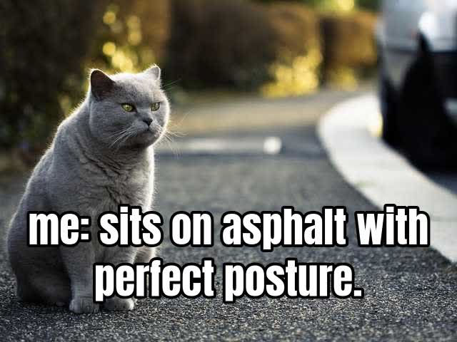 me: sits on asphalt with perfect posture.