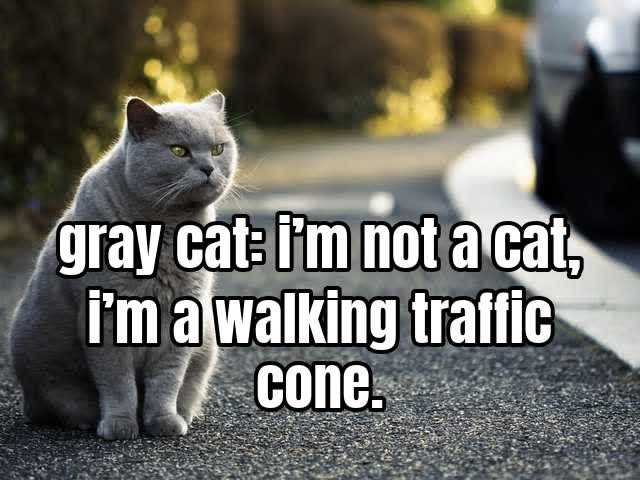 gray cat: i’m not a cat, i’m a walking traffic cone.