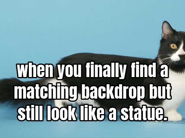 when you finally find a matching backdrop but still look like a statue.