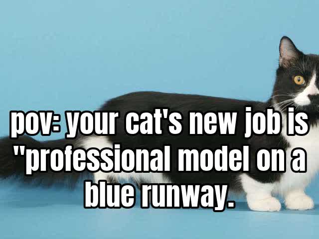 pov: your cat's new job is "professional model on a blue runway.