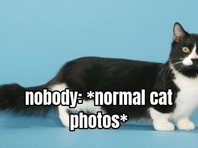 nobody: *normal cat photos*