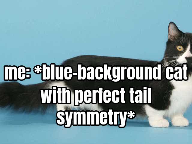 me: *blue-background cat with perfect tail symmetry*