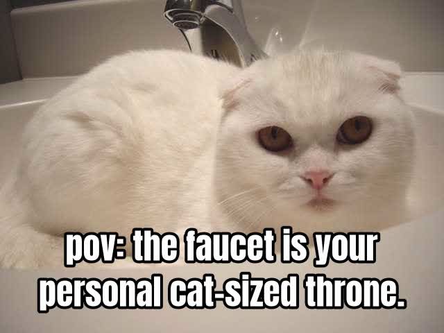 pov: the faucet is your personal cat-sized throne.