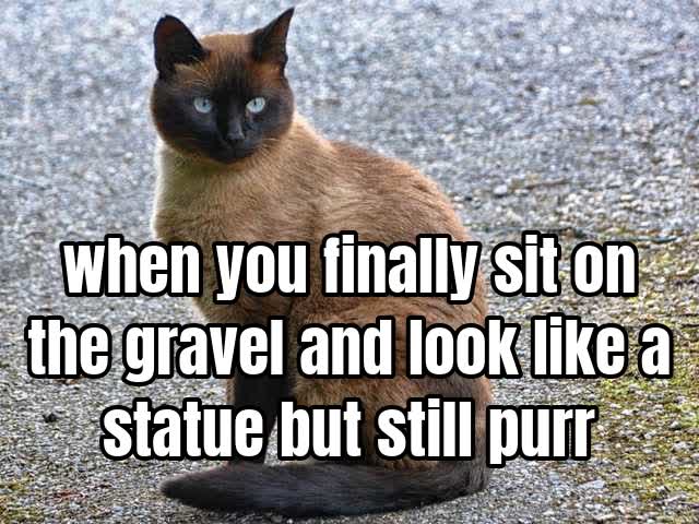 when you finally sit on the gravel and look like a statue but still purr