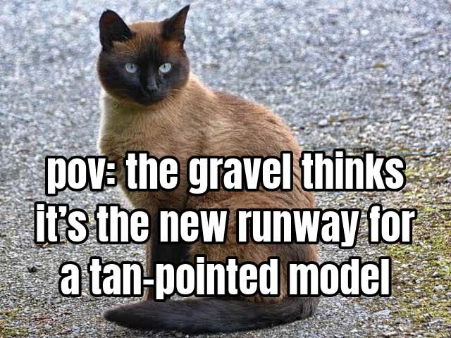 pov: the gravel thinks it’s the new runway for a tan-pointed model
