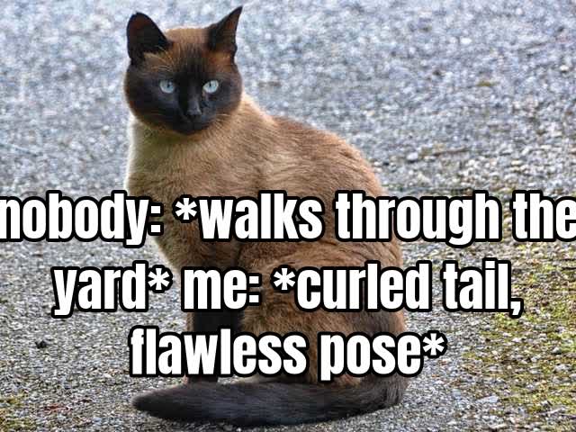 nobody: walks through the yard me: curled tail, flawless pose