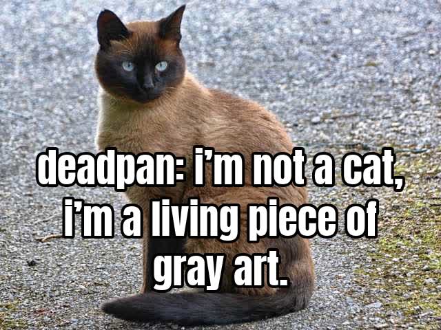 deadpan: i’m not a cat, i’m a living piece of gray art.