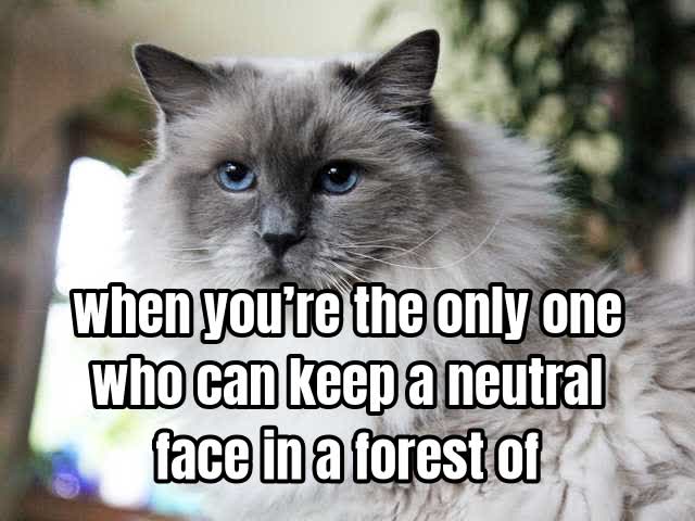 when you’re the only one who can keep a neutral face in a forest of distractions