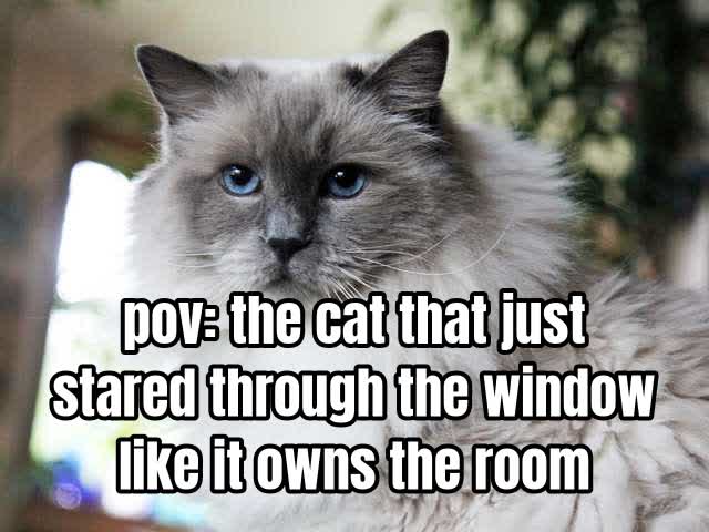 pov: the cat that just stared through the window like it owns the room