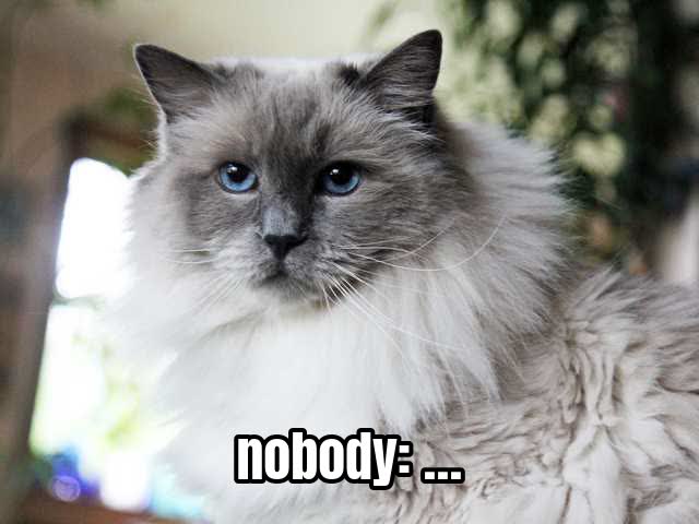nobody: …