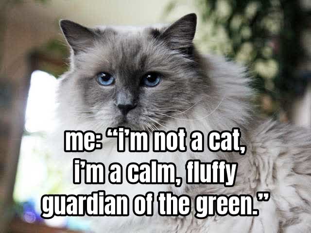 me: “i’m not a cat, i’m a calm, fluffy guardian of the green.”