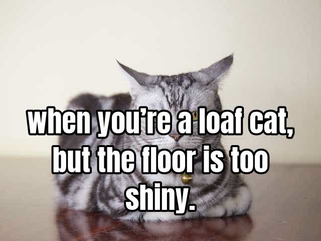 when you’re a loaf cat, but the floor is too shiny.