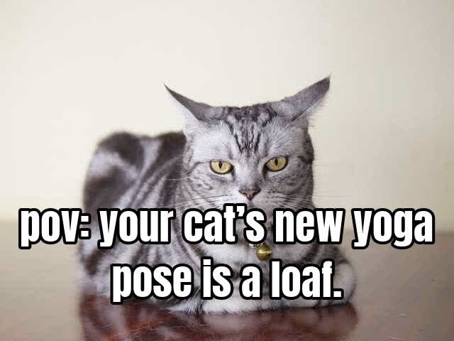 pov: your cat’s new yoga pose is a loaf.