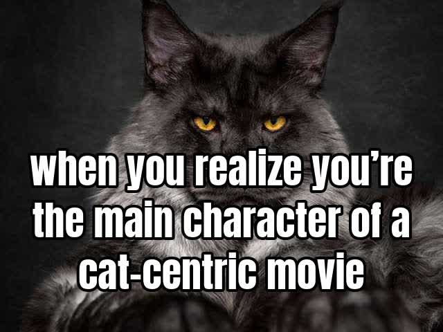 when you realize you’re the main character of a cat-centric movie
