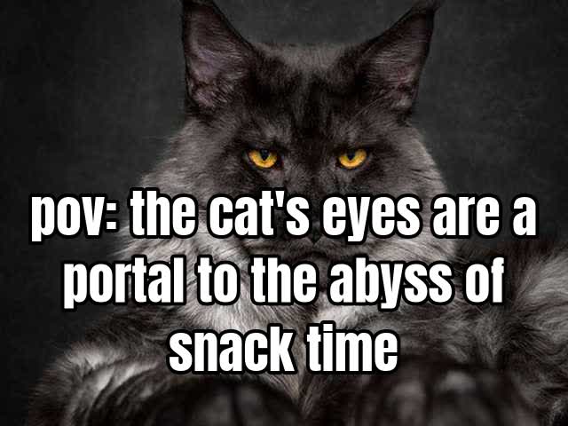 pov: the cat's eyes are a portal to the abyss of snack time
