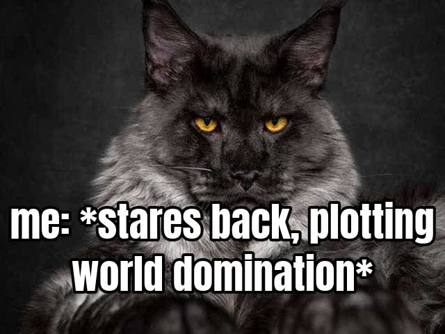 me: *stares back, plotting world domination*