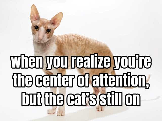 when you realize you’re the center of attention, but the cat’s still on point