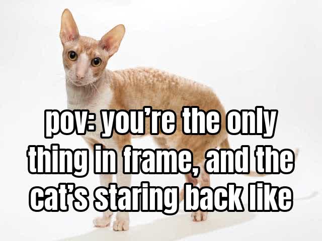 pov: you’re the only thing in frame, and the cat’s staring back like it owns it