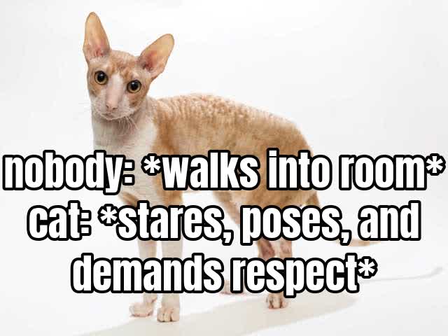 nobody: walks into room cat: stares, poses, and demands respect